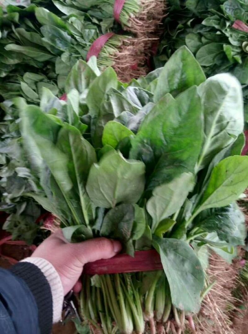 河北『精品』菠菜大量上市，价格便宜，可以视频看