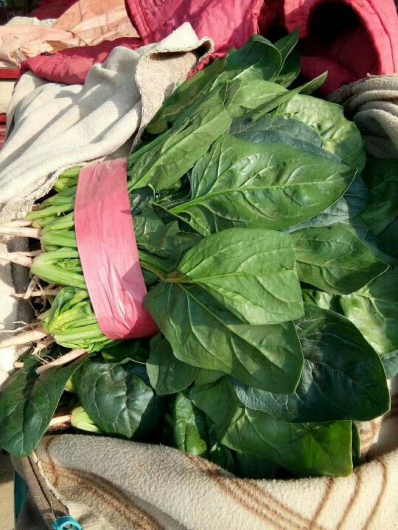河北『精品』菠菜大量上市，价格便宜，可以视频看