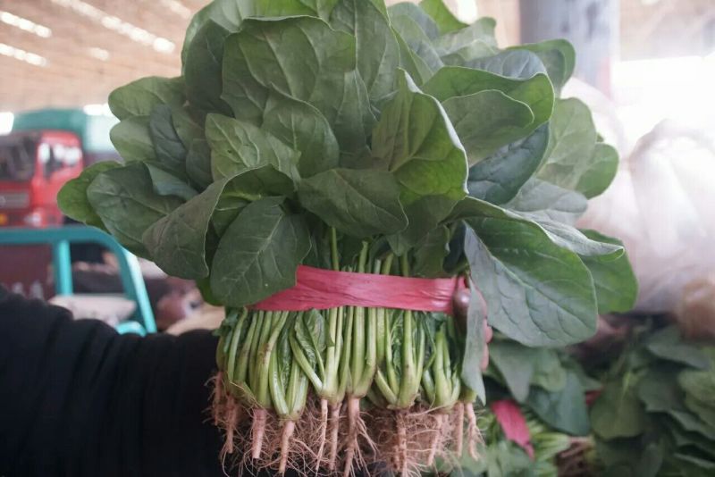 河北『精品』菠菜大量上市，价格便宜，可以视频看
