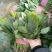 河北『精品』菠菜大量上市,价格便宜,可以视频看