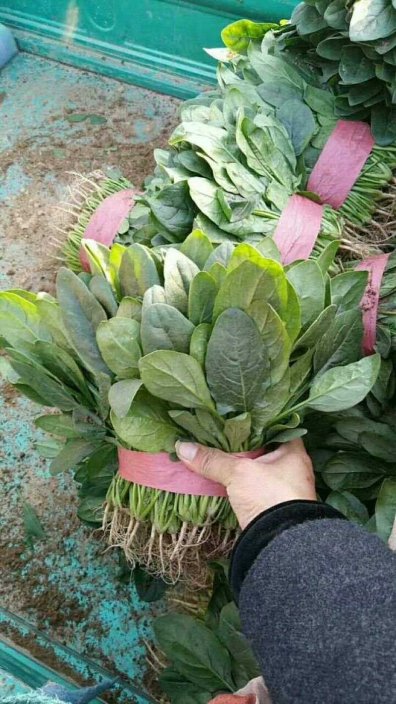 河北『精品』菠菜大量上市，价格便宜，可以视频看