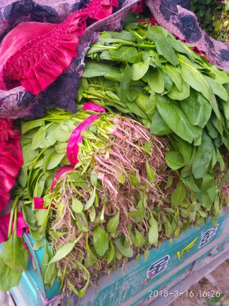 河北『精品』菠菜大量上市，价格便宜，可以视频看