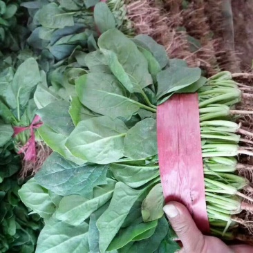 河北『精品』菠菜大量上市,价格便宜,可以视频看