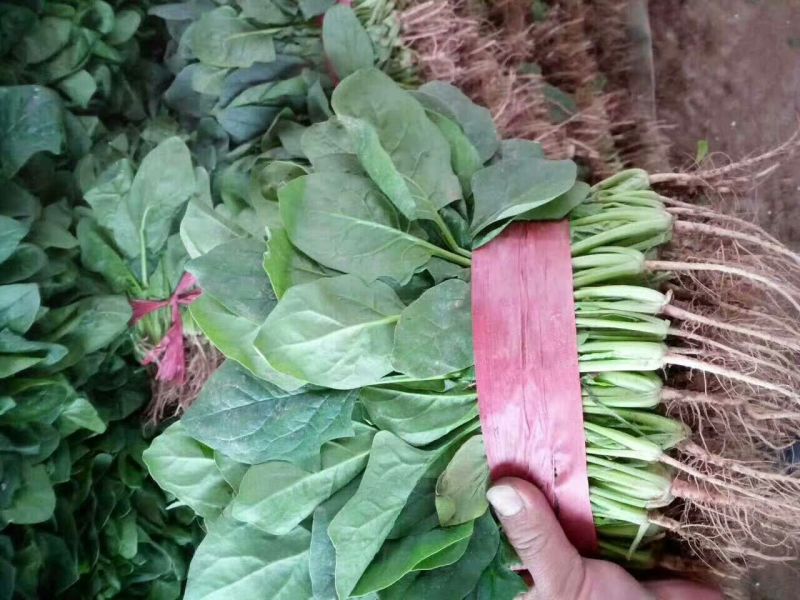 河北『精品』菠菜大量上市，价格便宜，可以视频看