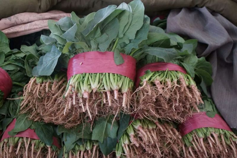 河北『精品』菠菜大量上市，价格便宜，可以视频看