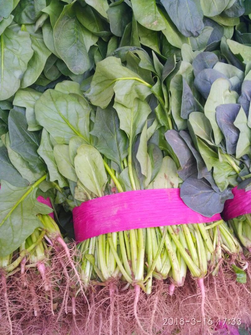 河北『精品』菠菜大量上市，价格便宜，可以视频看