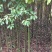 香樟4~6cm4~6cm3~3.5米