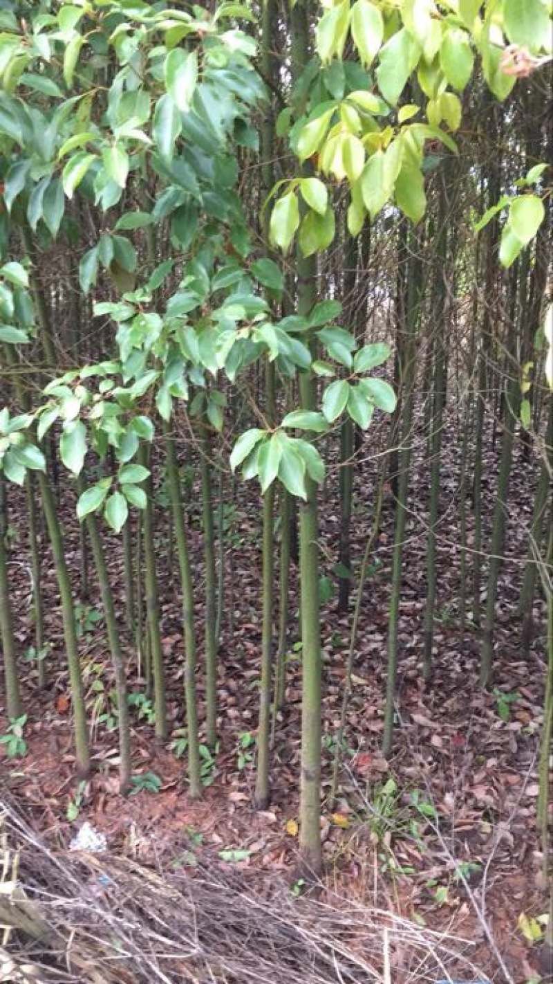 香樟4~6cm4~6cm3~3.5米
