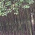 香樟4~6cm4~6cm3~3.5米