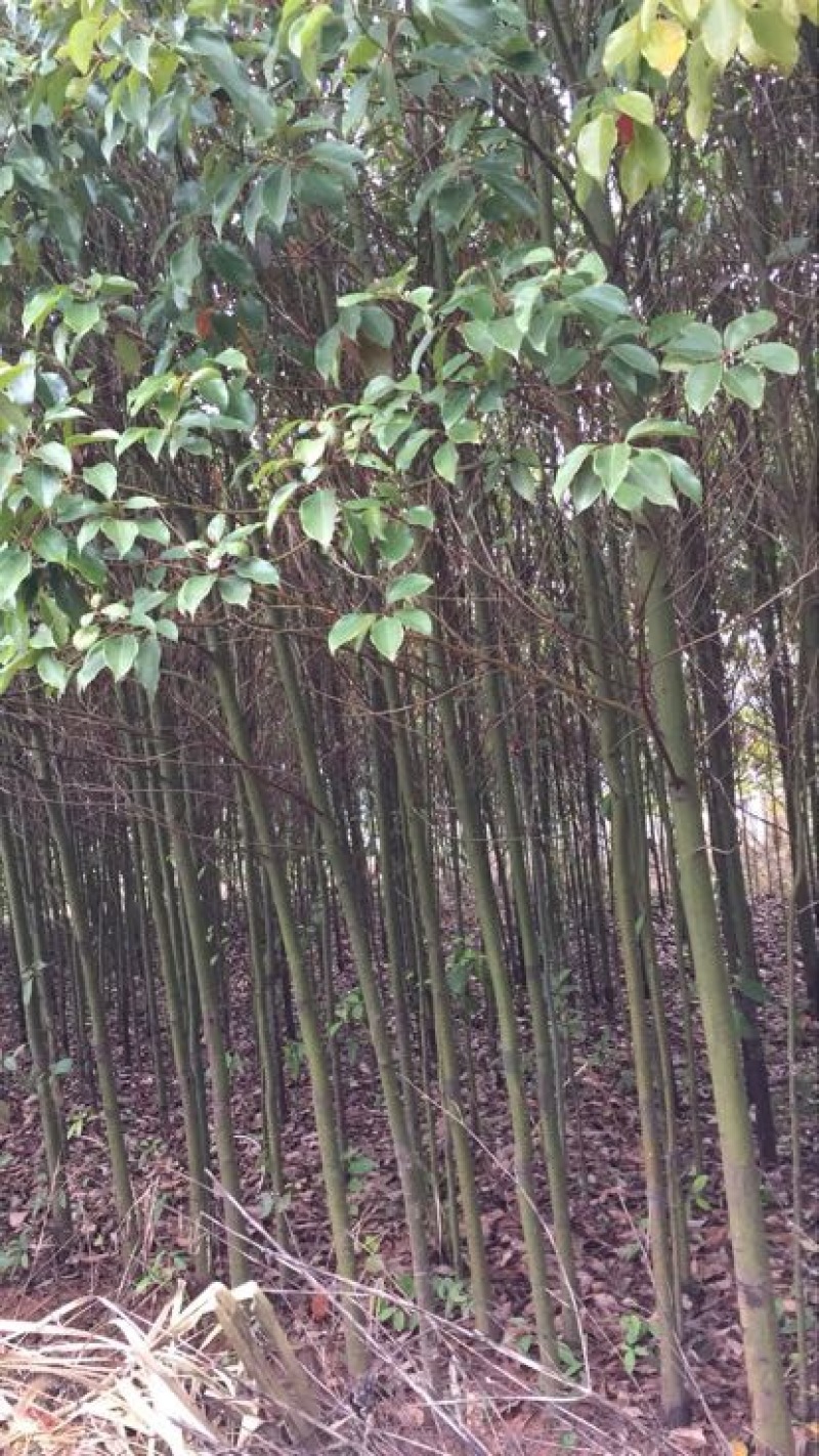 香樟4~6cm4~6cm3~3.5米