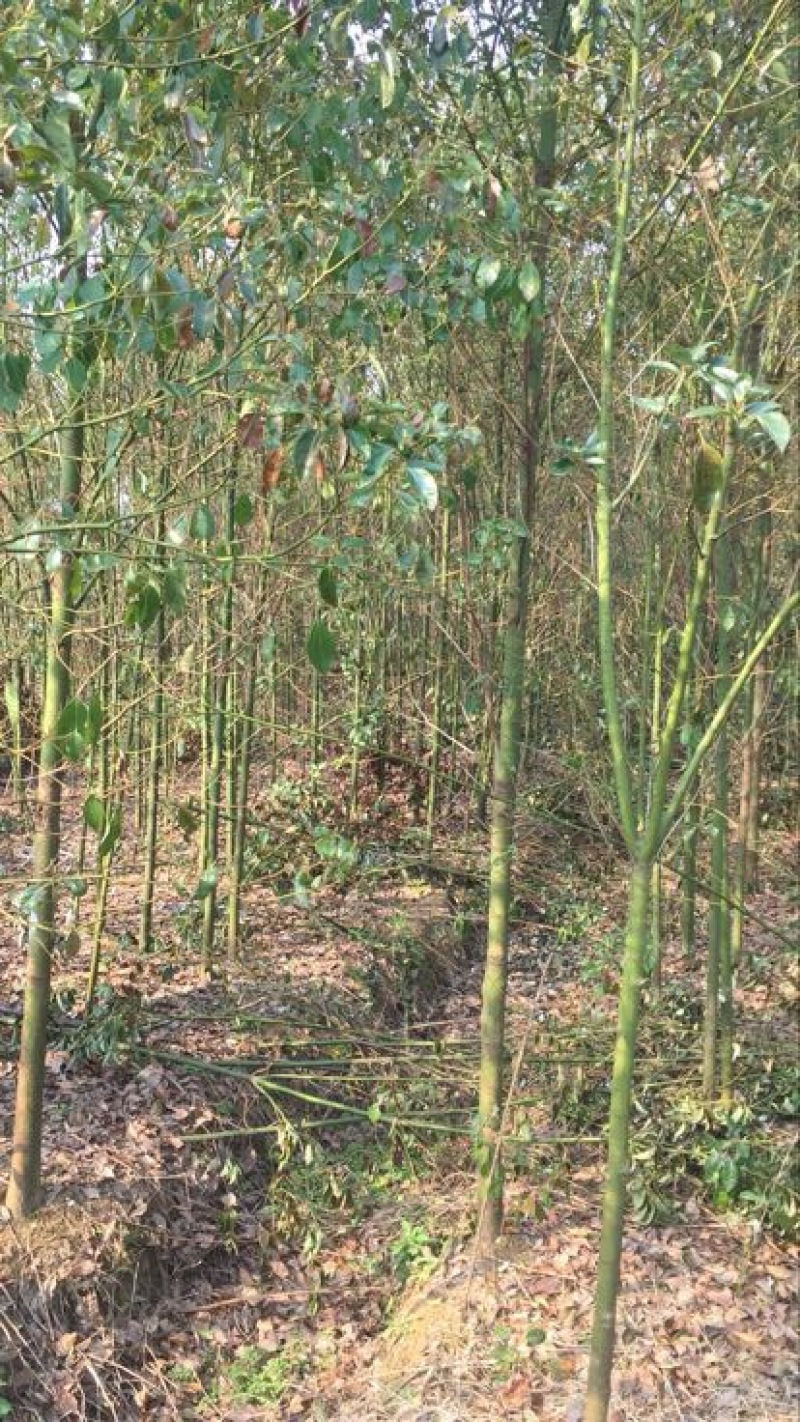 香樟4~6cm4~6cm3~3.5米