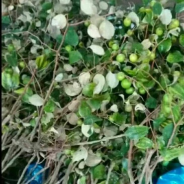 密丝枣苗50~80cm