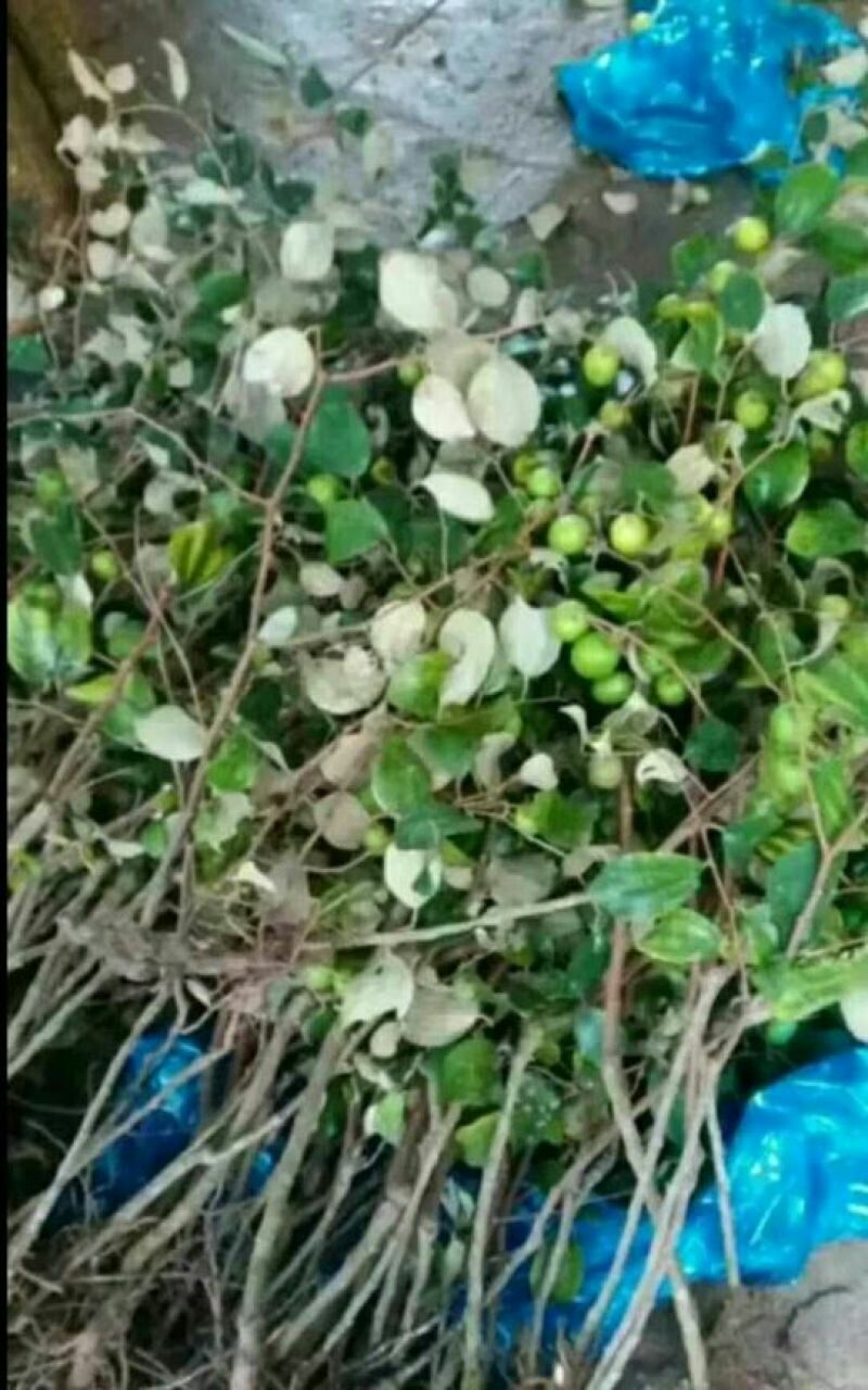 密丝枣苗50~80cm