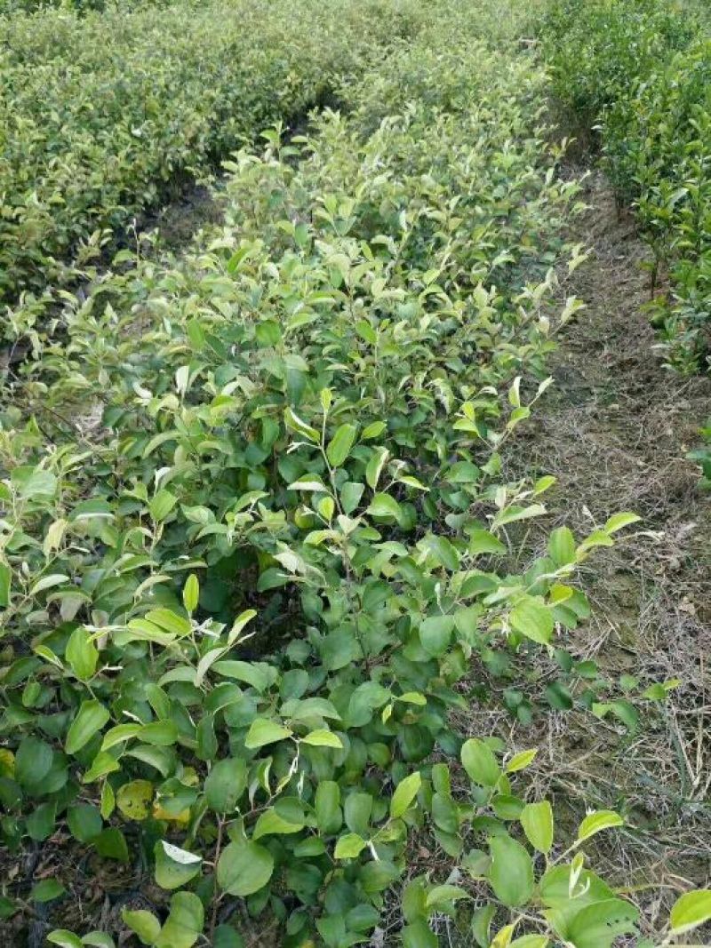 密丝枣苗50~80cm