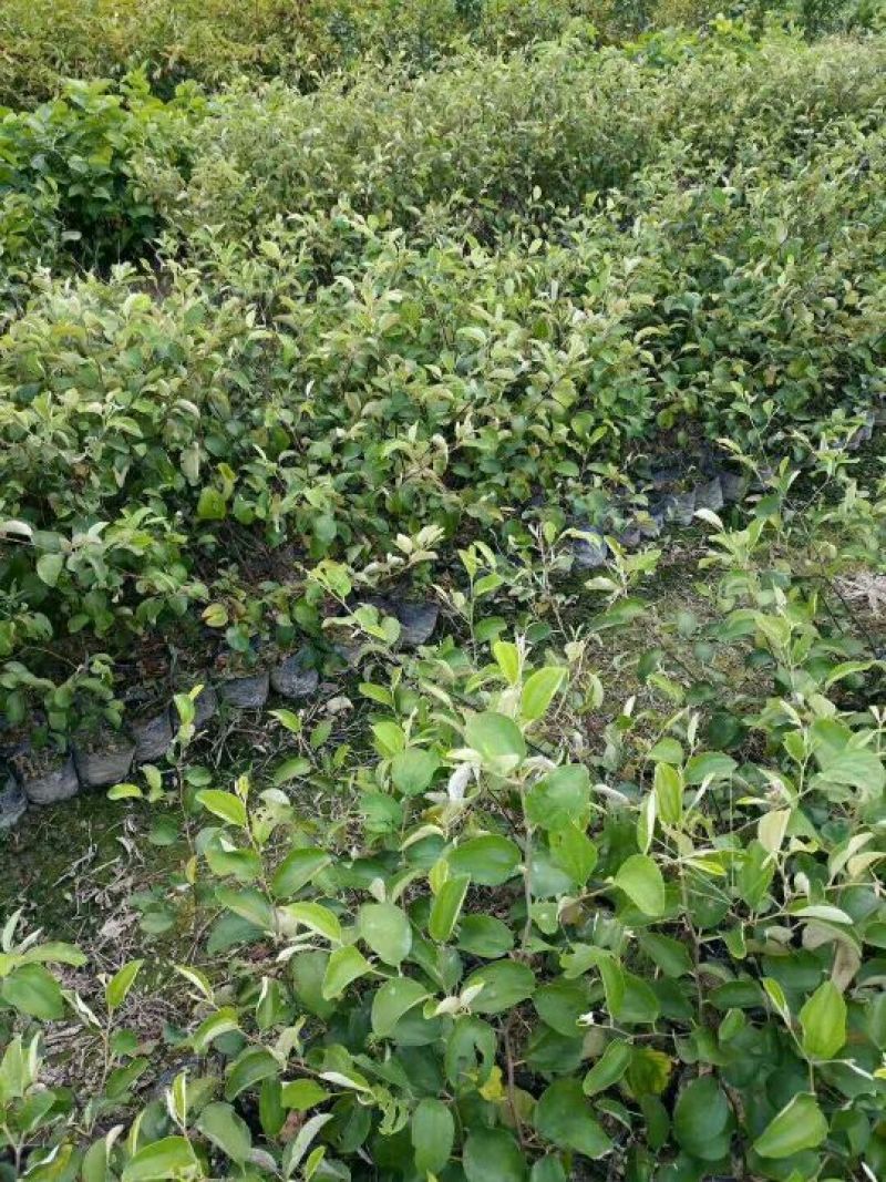 密丝枣苗50~80cm