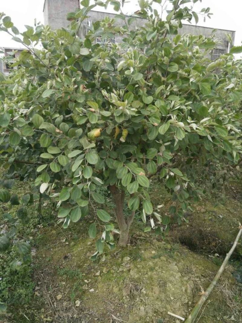 密丝枣苗50~80cm