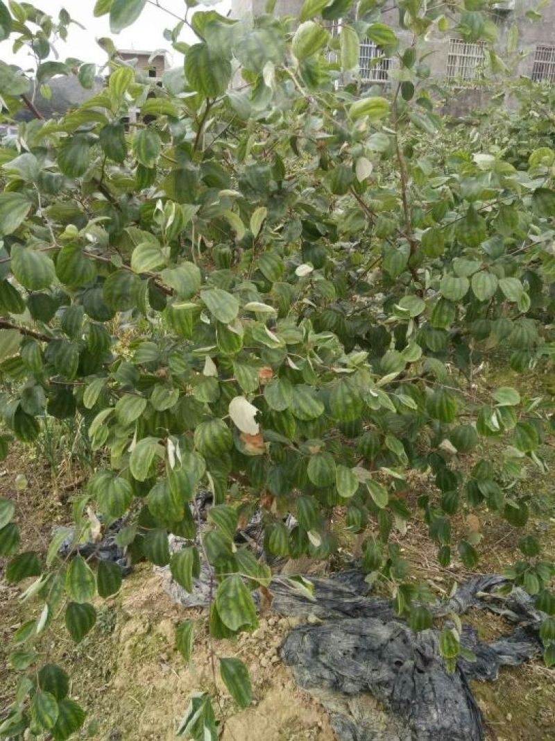 密丝枣苗50~80cm