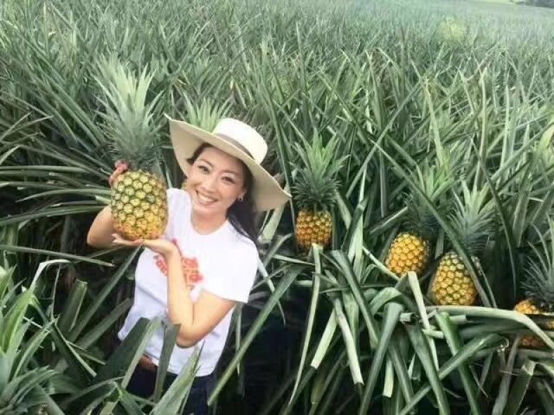 海南精品金菠萝（与都乐佳侬一个品种）！真正的树上熟金菠萝