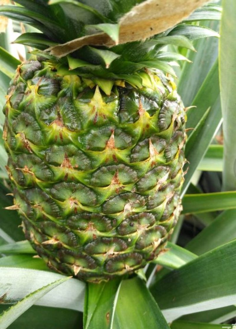 海南精品金菠萝（与都乐佳侬一个品种）！真正的树上熟金菠萝