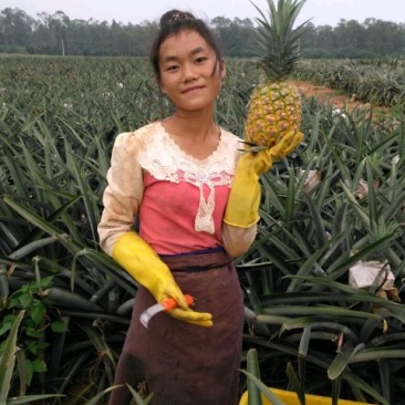 海南精品金菠萝（与都乐佳侬一个品种）！真正的树上熟金菠萝
