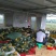 海南精品金菠萝（与都乐佳侬一个品种）！真正的树上熟金菠萝
