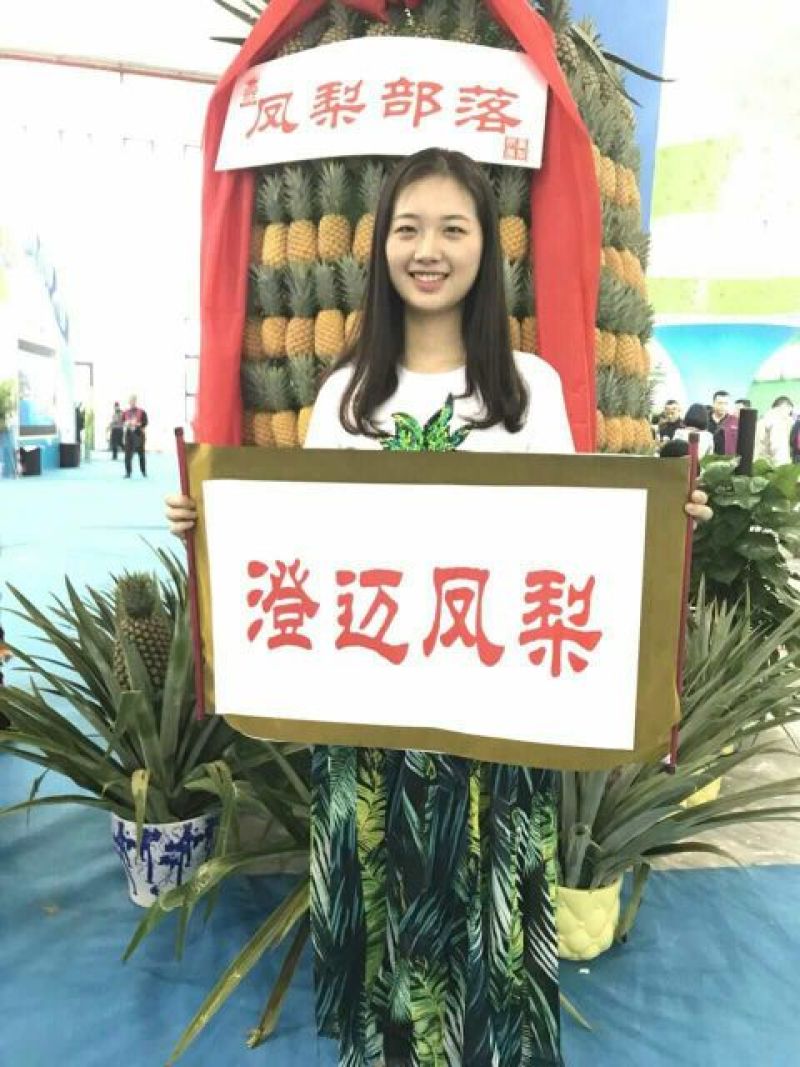 海南金钻17号凤梨！（纯树上熟）口感香甜！肉色金黄！