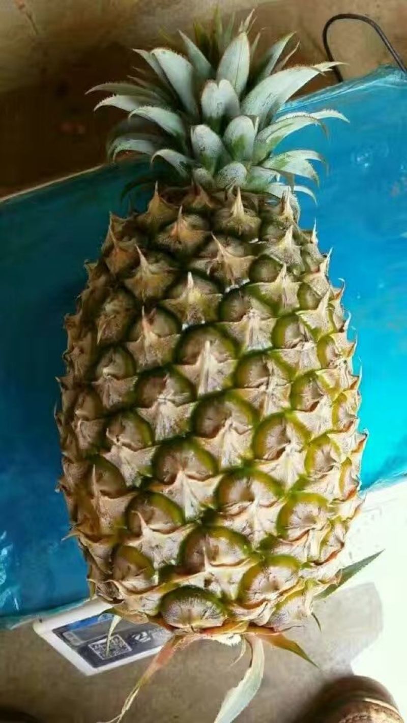 海南金钻17号凤梨！（纯树上熟）口感香甜！肉色金黄！