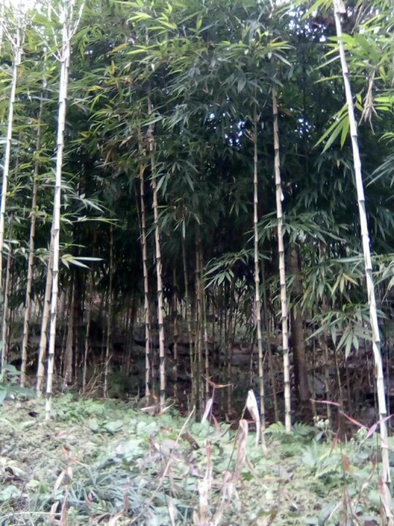 苦竹，种苗