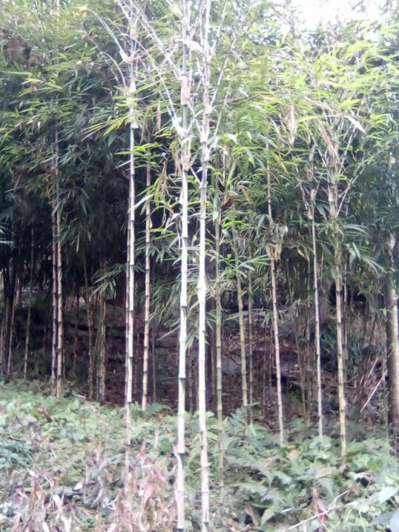 苦竹，种苗