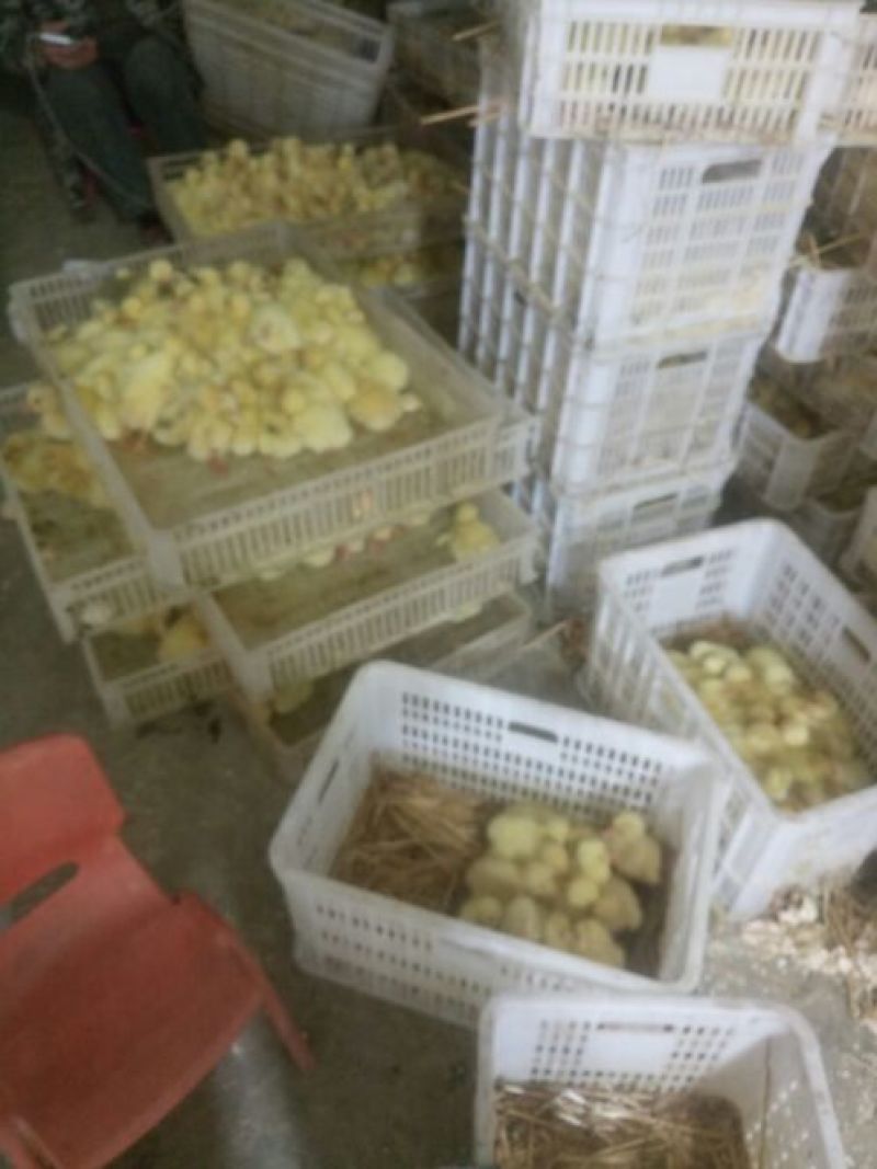 鹅苗批发0.5斤以下