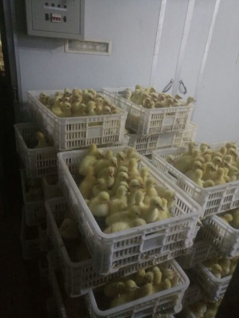 鹅苗批发0.5斤以下