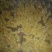 鹅苗批发0.5斤以下
