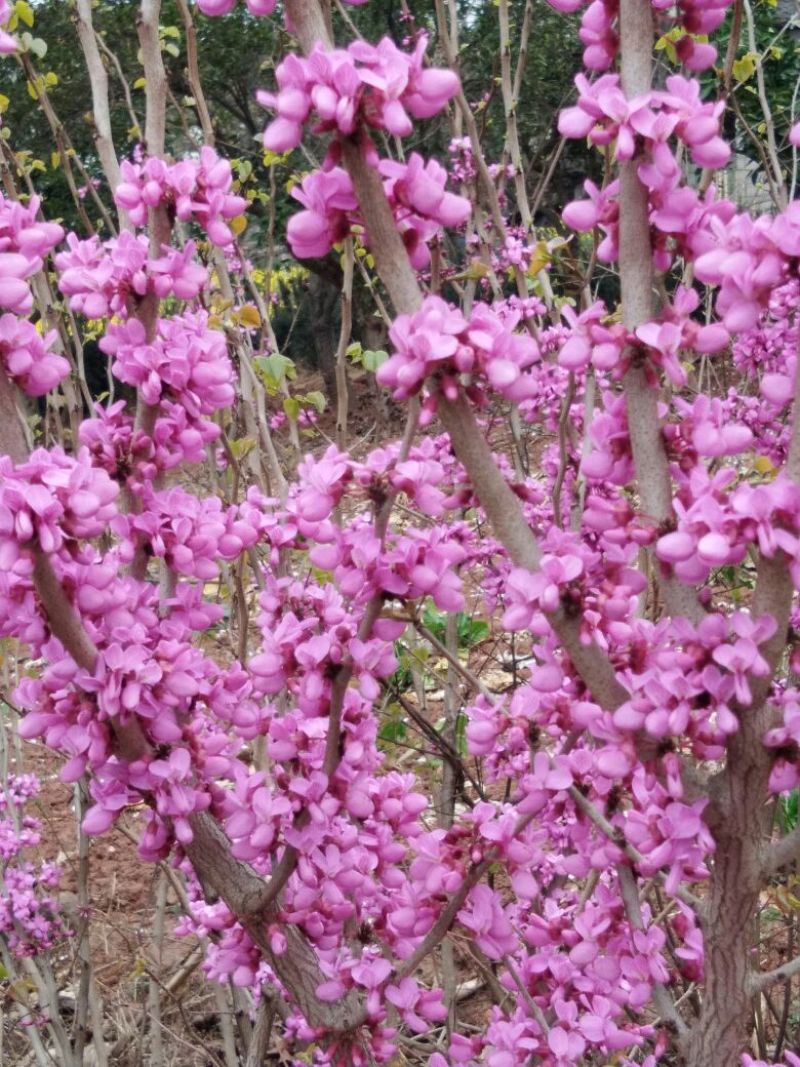 紫荆6~8cm4~6cm2.5~3米