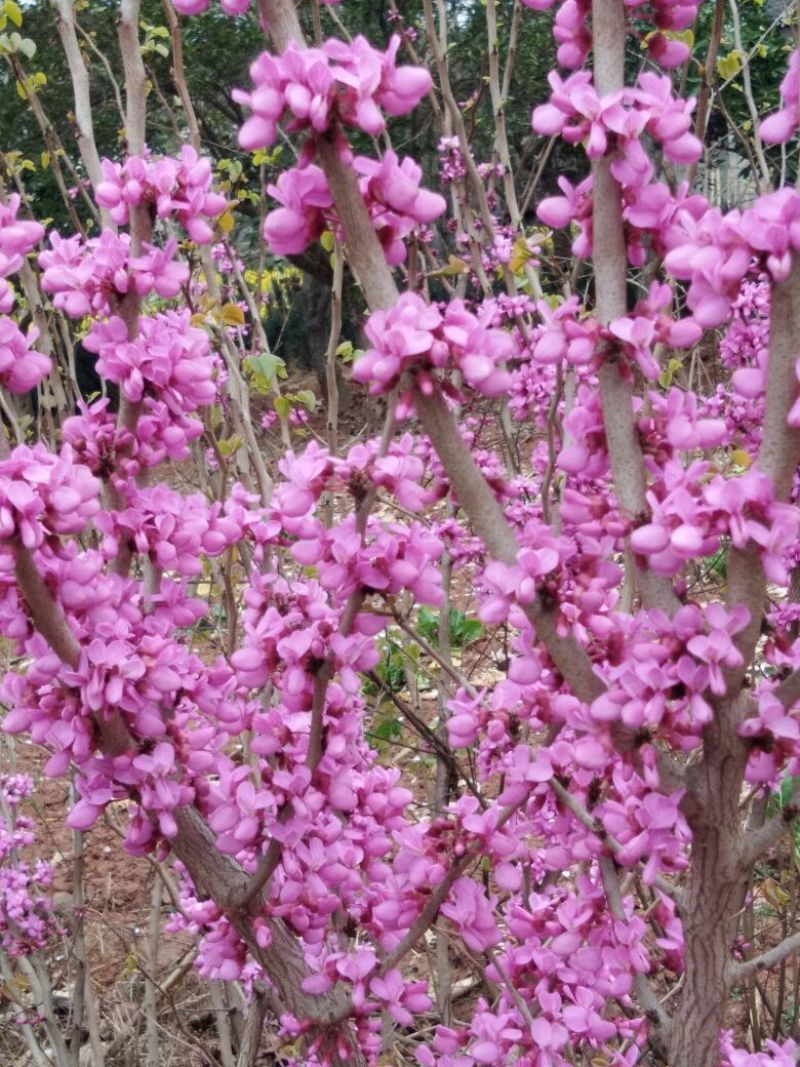 紫荆6~8cm4~6cm2.5~3米