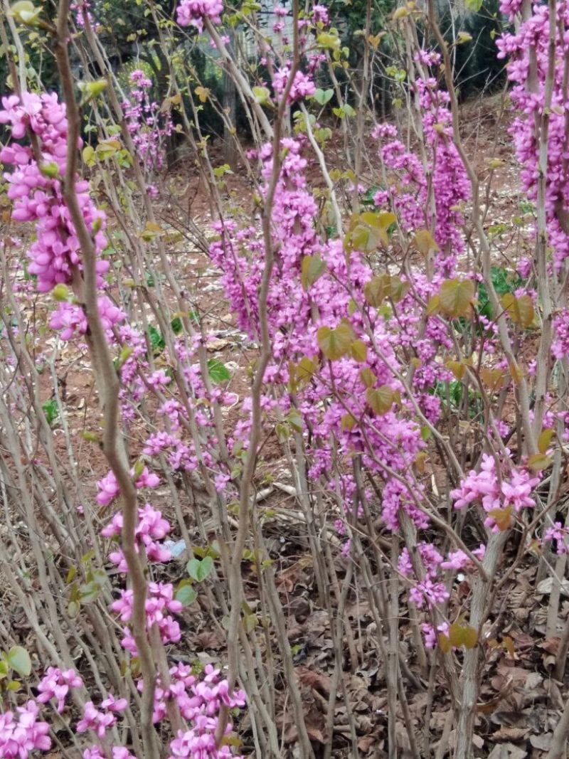 紫荆6~8cm4~6cm2.5~3米