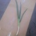 山东菏泽分葱朵葱叉子葱2一3月份上市适应电商加工厂原料供
