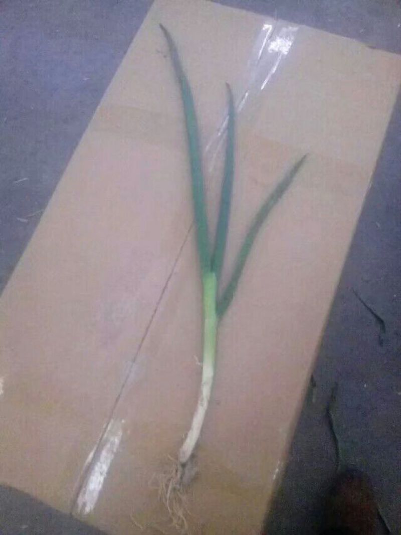 山东菏泽分葱朵葱叉子葱2一3月份上市适应电商加工厂原料供