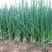 山东菏泽分葱朵葱叉子葱2一3月份上市适应电商加工厂原料供