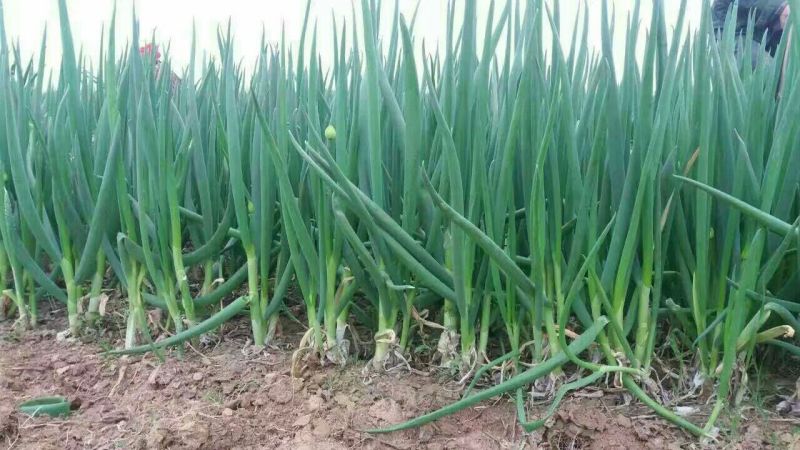山东菏泽分葱朵葱叉子葱2一3月份上市适应电商加工厂原料供