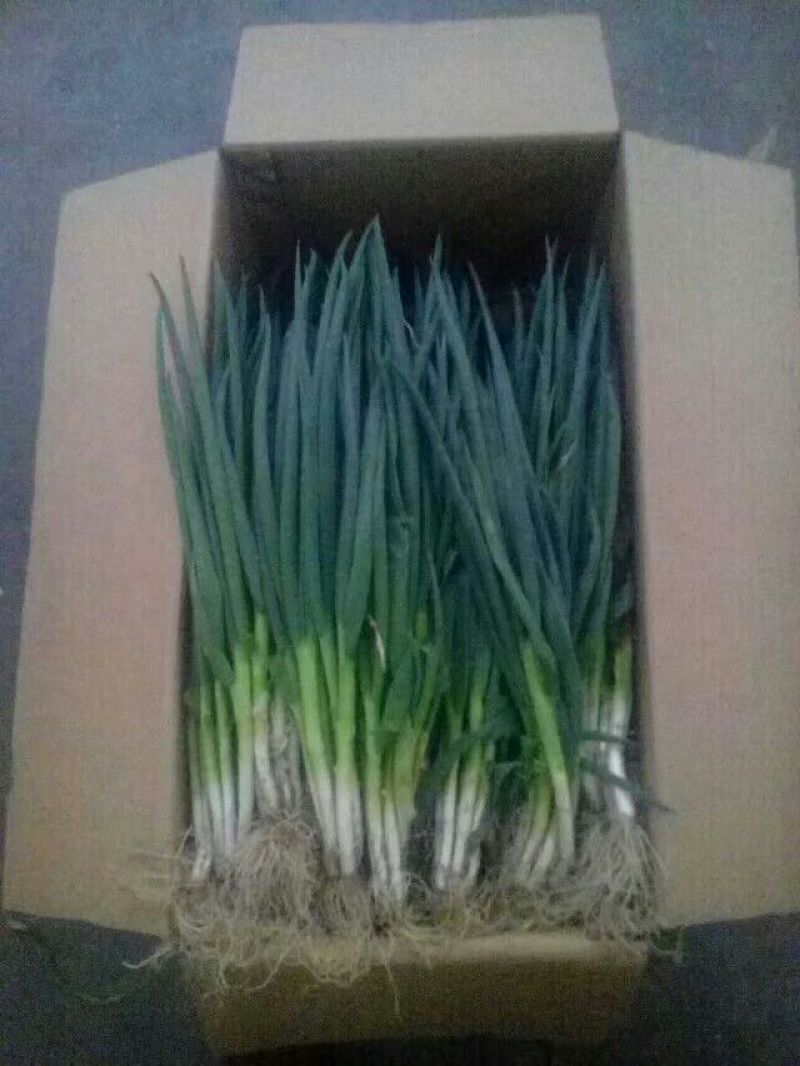 山东菏泽分葱朵葱叉子葱2一3月份上市适应电商加工厂原料供