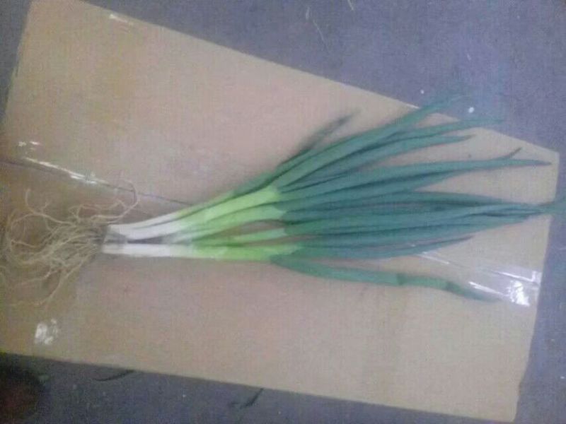 山东菏泽分葱朵葱叉子葱2一3月份上市适应电商加工厂原料供