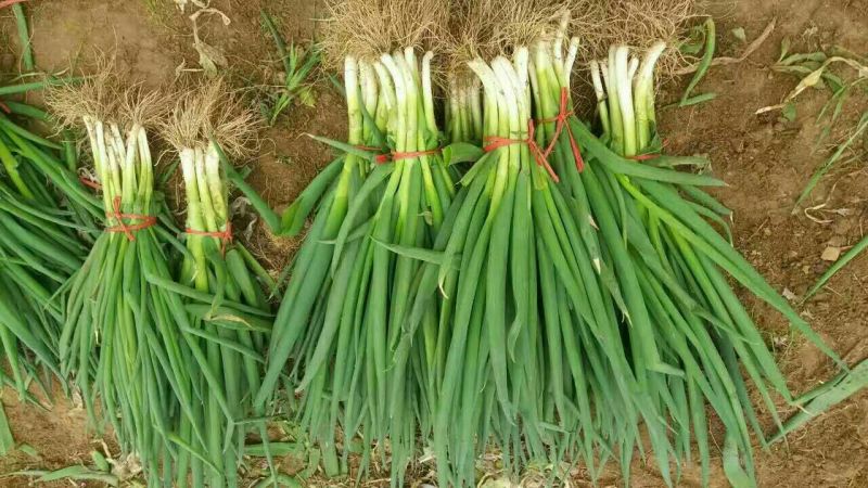 山东菏泽分葱朵葱叉子葱2一3月份上市适应电商加工厂原料供