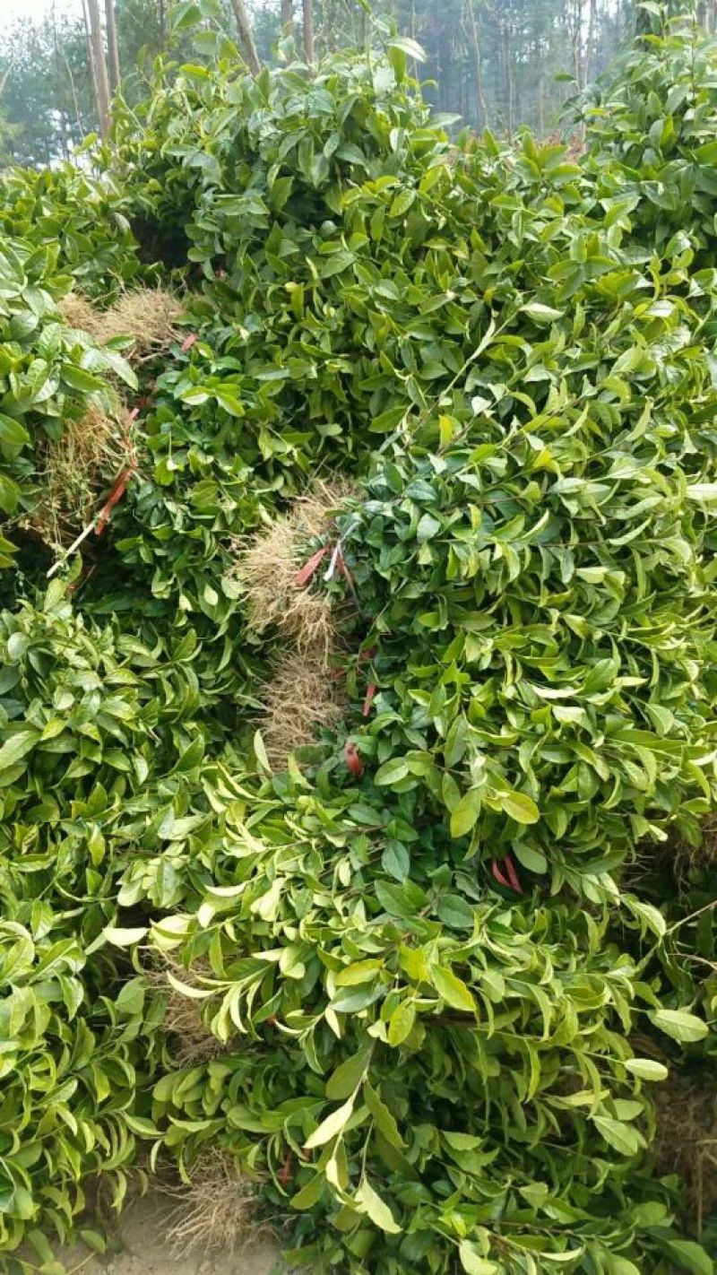 茶叶树苗基质穴盘苗