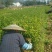 茶叶树苗基质穴盘苗