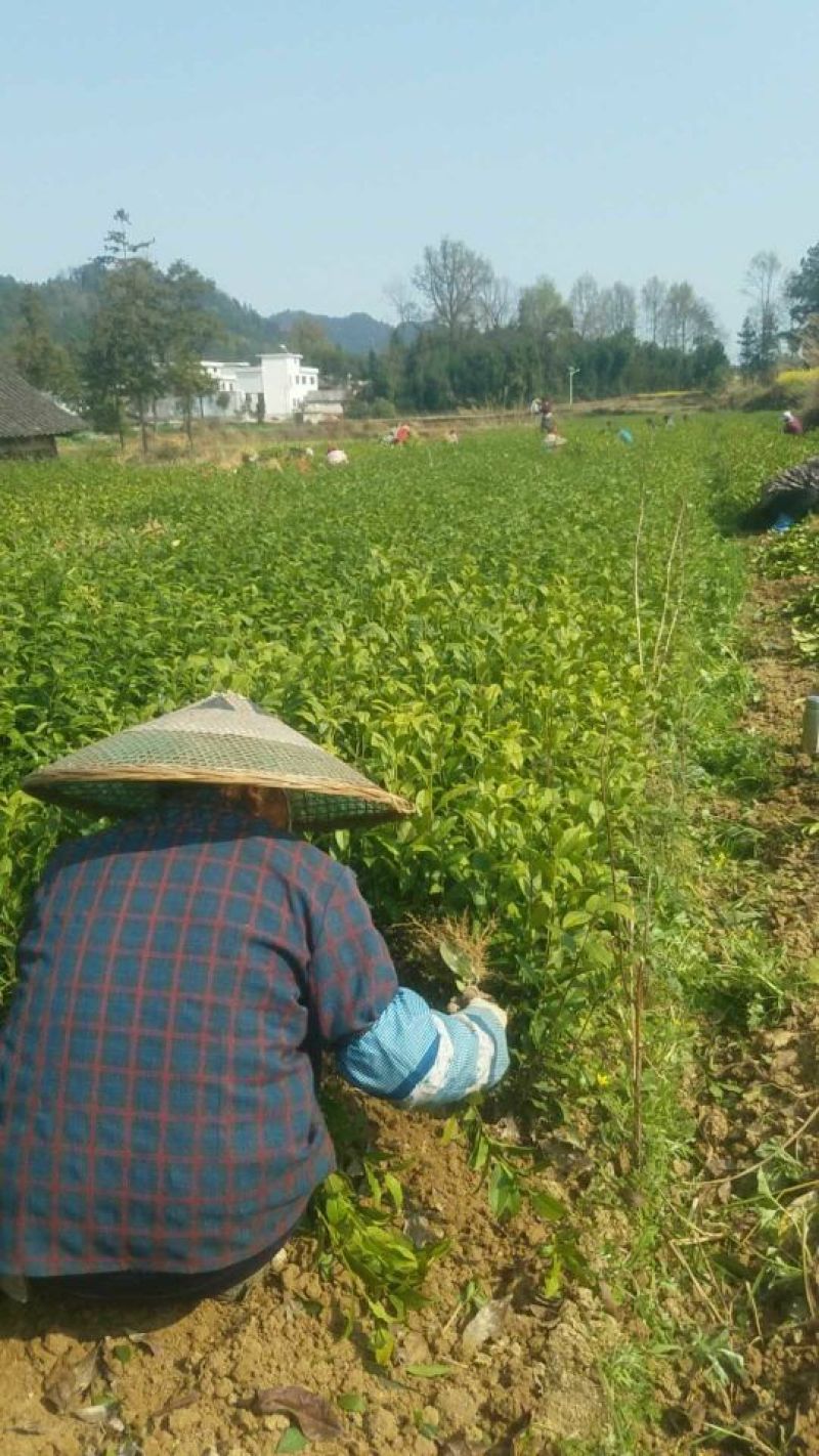 茶叶树苗基质穴盘苗