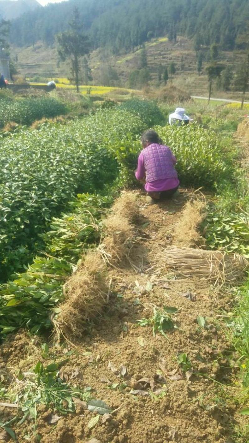 茶叶树苗基质穴盘苗