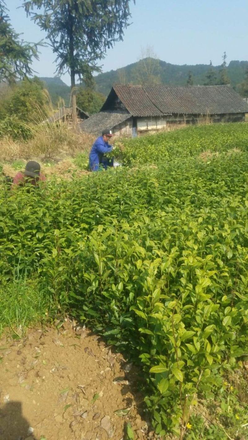 茶叶树苗基质穴盘苗