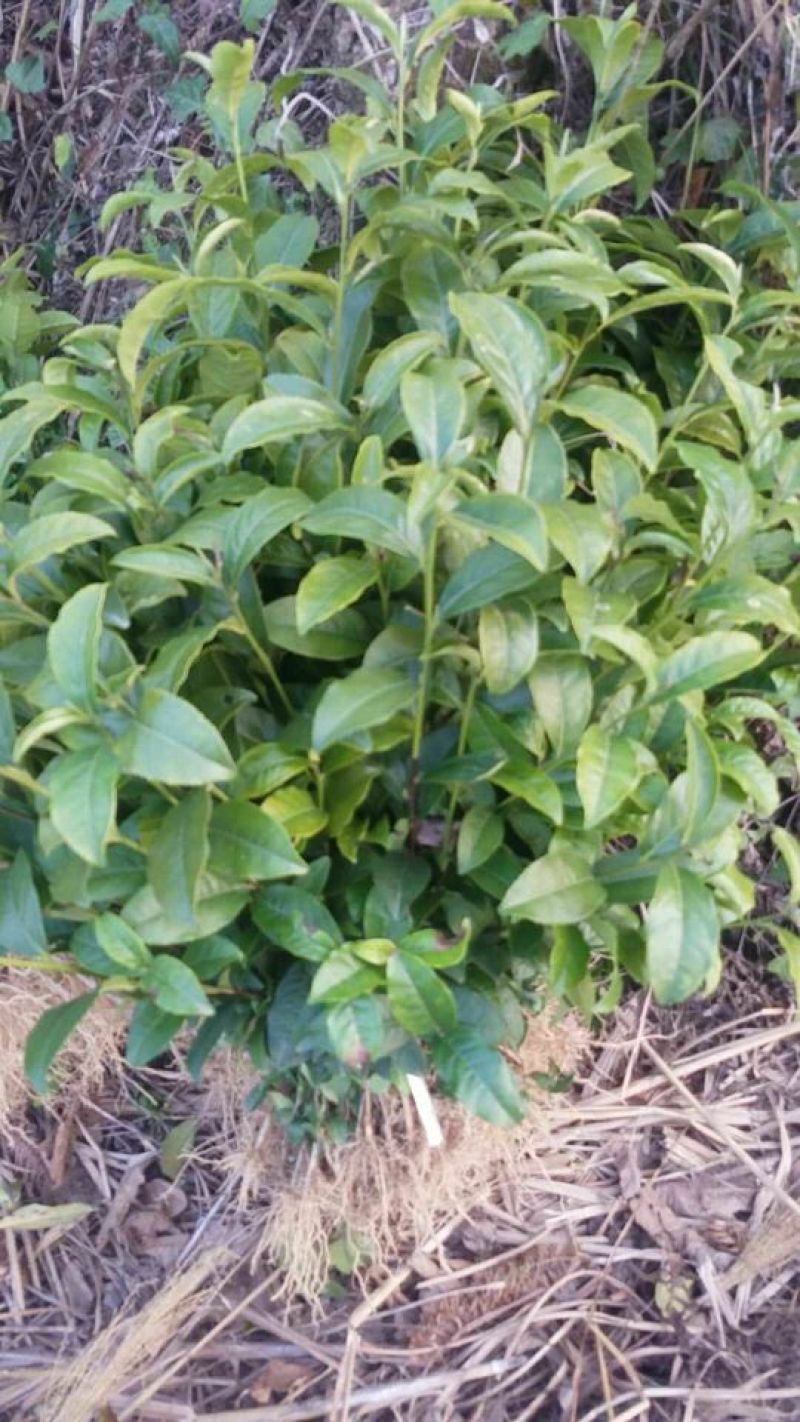 茶叶树苗基质穴盘苗