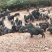 纯种藏香猪苗小猪仔幼崽散养种公猪怀孕母猪阉割公猪包活