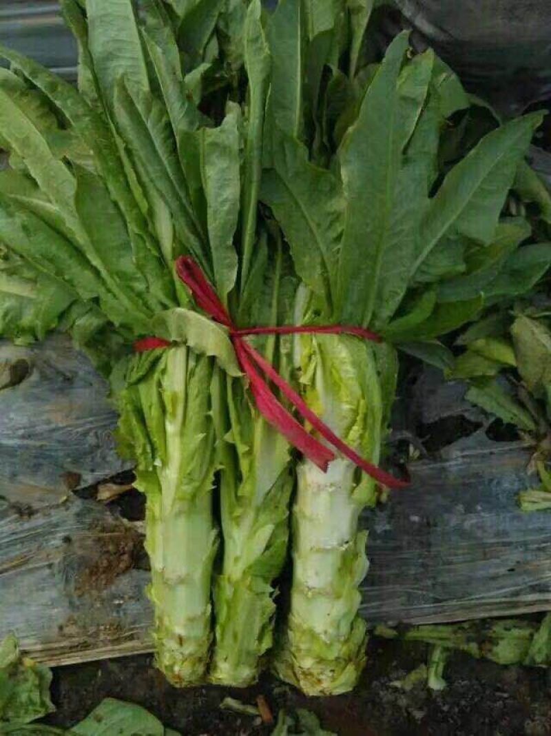 莴苣2斤以上40~50cm
